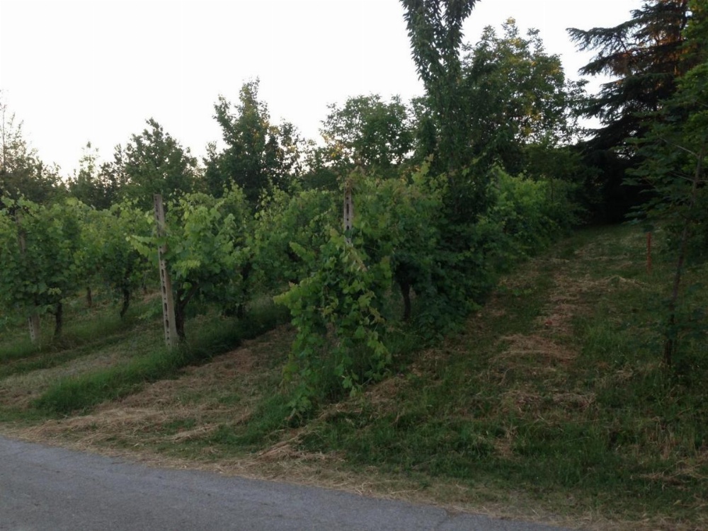 Agriturismo La Cavaliera Image 11